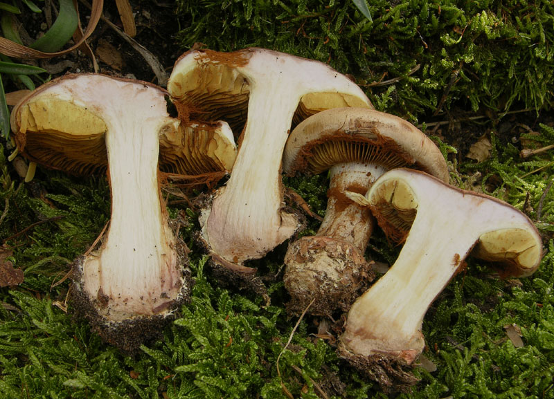 Quando Cortinarius odorifer non ha odore......